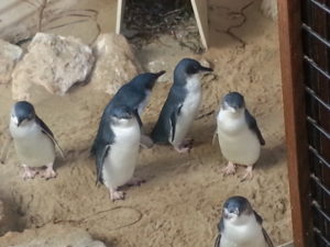 Cool enough for penguins! We expected and saw all sorts of exotic wildlife, but didn't expect penguins.