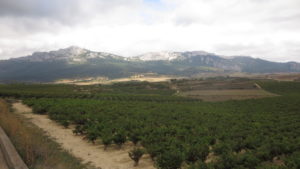 Rioja Vineyard - Looking north to the Cantabrian Mountains