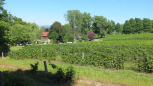Vineyard at Côtes d'Ardoise - oldest currently producing vineyard in Québec.
