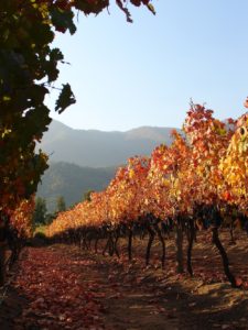 Carmenere vines just before harvest, late in the season.