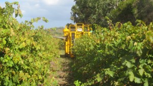 Hastwell & Lightfoot Mechanical Harvest    