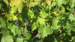 Hastwell & Lightfoot Cab Sauv    